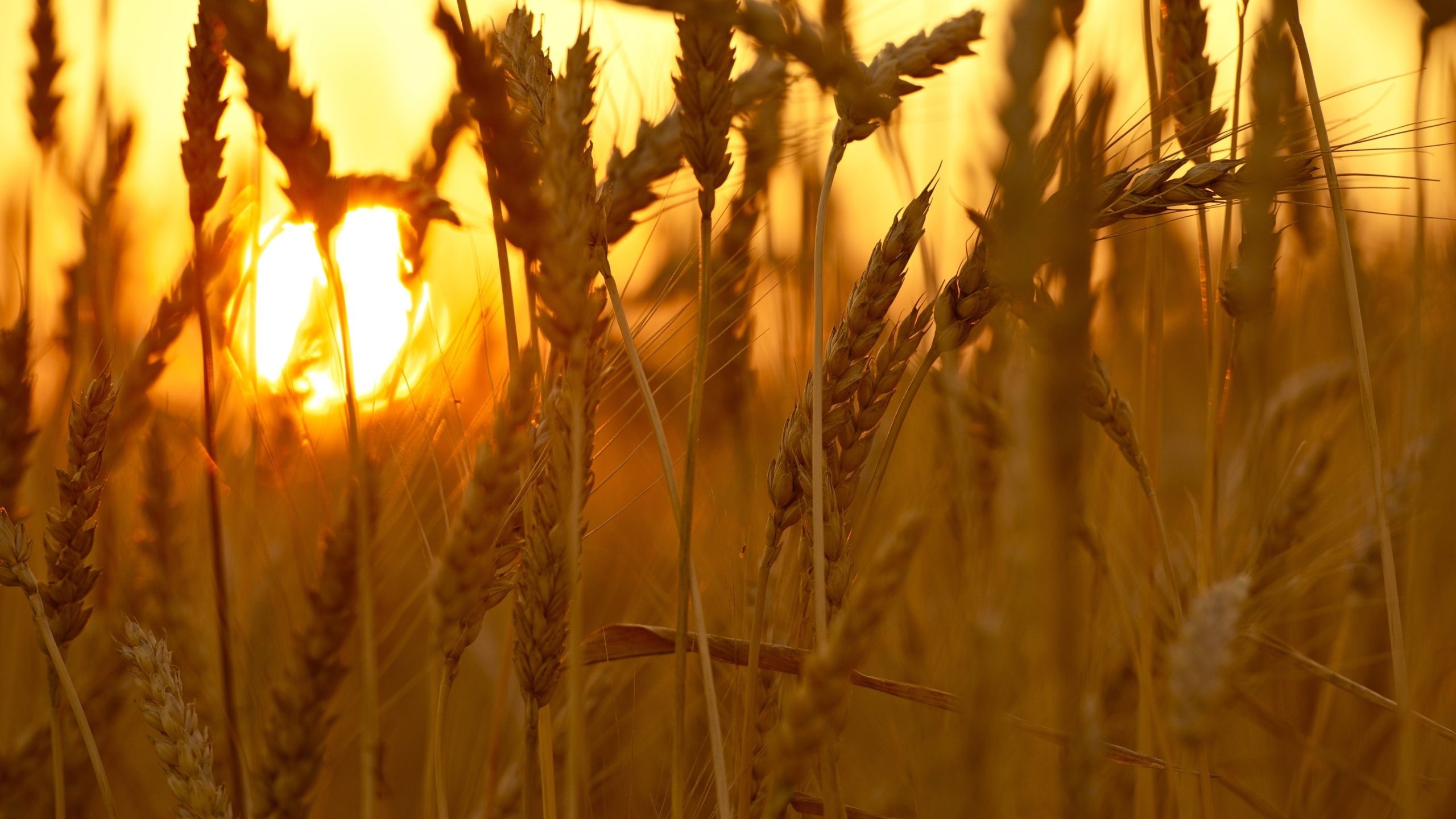 Solstizio d’estate: Alle origini della vita